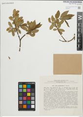 Foto von Salix pentandroides Rouy